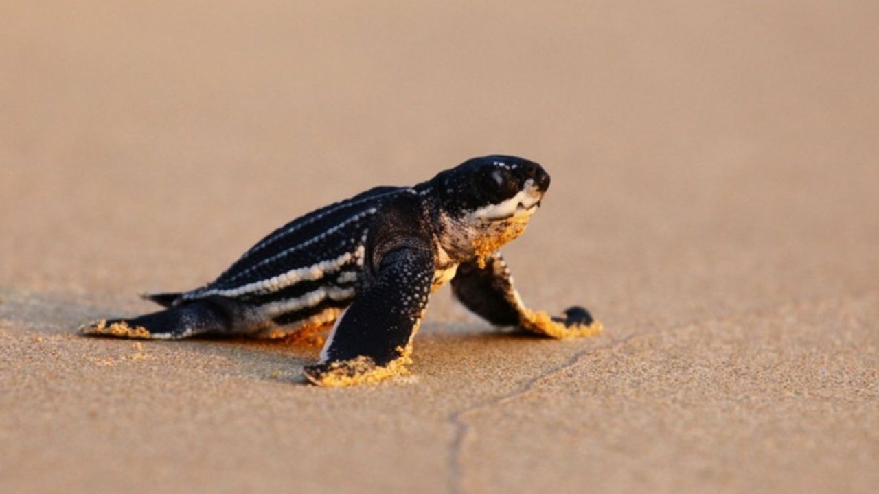 Koronavirüs karantinasında doğa kendini yeniliyor: 20 yıl sonra deniz kaplumbağaları yeniden görüldü