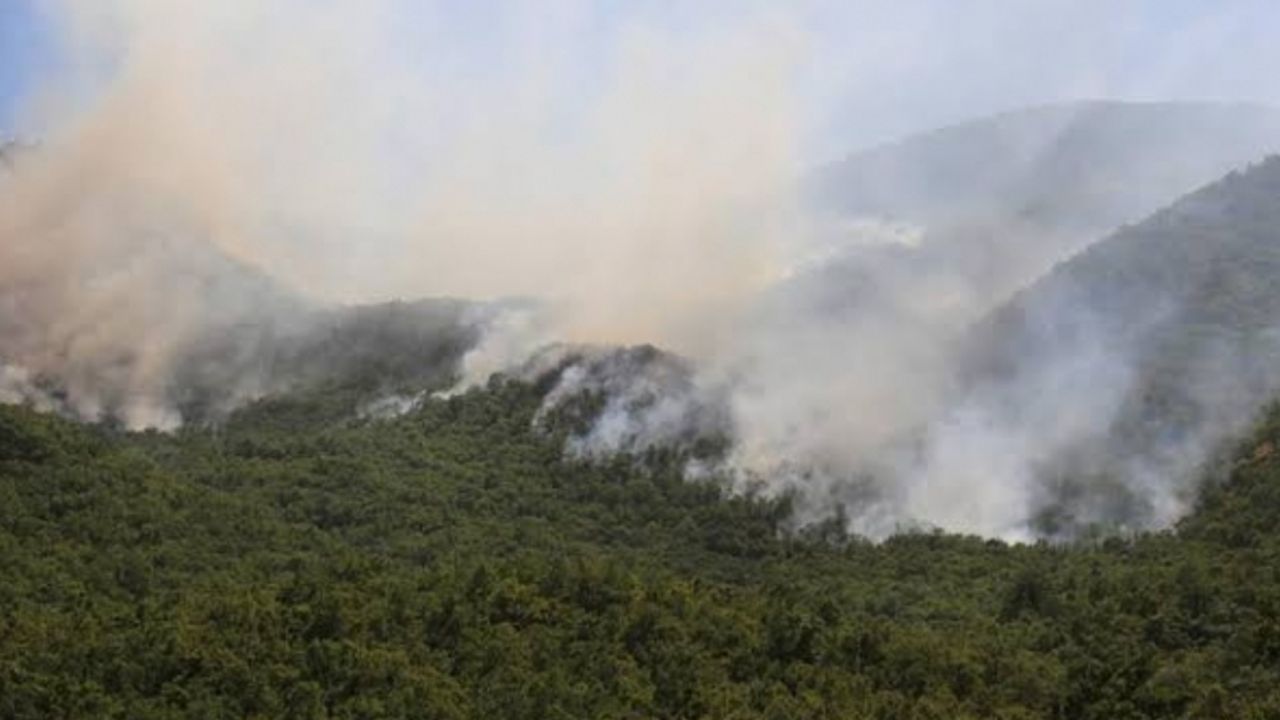 AKP'li başkandan devam eden orman yangınına gösterilen tepkilere yanıt:  'Yaygara' 