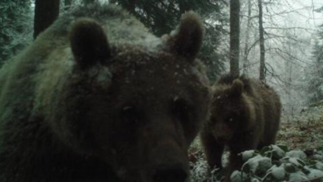 Küresel iklim krizi büyüyor! Bir ilde daha ayılar kış uykusuna yatamadı