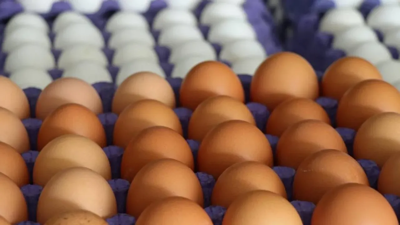 Kanserojen madde taşıdığı için Türkiye’ye iade edilen 127 bin ton yumurta ne oldu?