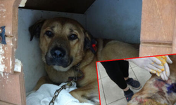 Vicdansızlar sokak köpeğinin üzerine kaynar su döktü