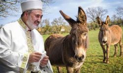 Ankara Müftüsü: Yabani eşeğin eti ve sütü helaldir