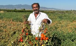 Salçalık domates fiyatlarına tepki gösteren Manisalı çiftçi, domatesi tarlada bıraktı...