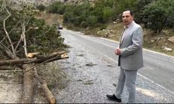 Ağaçların Gölgesinde Güvenlik: Kolludere’de Devam Eden Orman Talanı