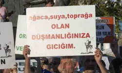 Tartışmalı madde TBMM'de kabul edildi: Zeytinlikler madenlere açılacak
