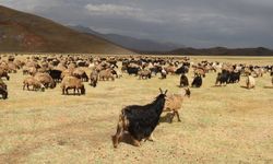 Bitlis'te köylülerden 'korucu' tepkisi: "Davayı kazandık, tapulu arazimizden çıksınlar"