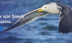 Yunanca Çeviri ve Türkçe Felemenkçe Çeviri - Okeanostercume.com.tr