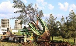 Diyarbakır’da ağaç kesme tartışması; Serra Bucak ve Sezgin Tanrıkulu’dan açıklamalar