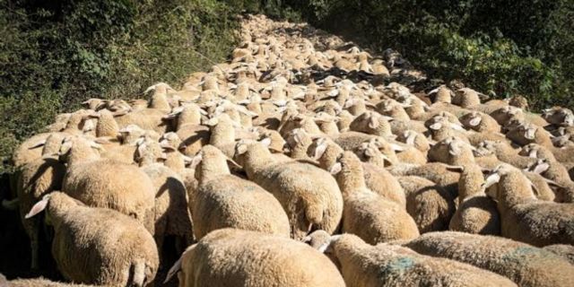 Koyunlar üzerinde araştırma yapıldı: Belli aralıklarla liderlerini değiştiriyorlar