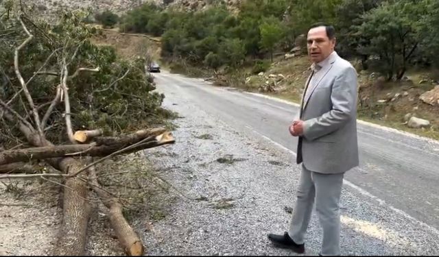 Ağaçların Gölgesinde Güvenlik: Kolludere’de Devam Eden Orman Talanı