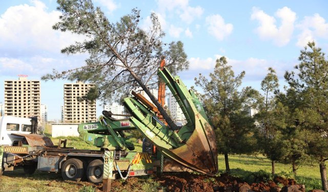 Diyarbakır’da ağaç kesme tartışması; Serra Bucak ve Sezgin Tanrıkulu’dan açıklamalar