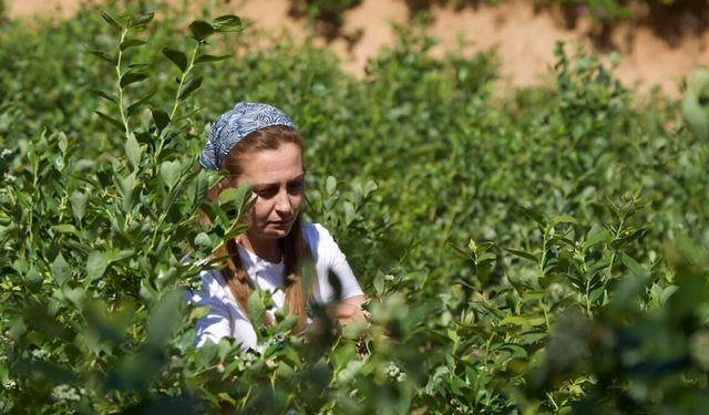 Ormandaki Bahçe: Kadın emeğini toprağa benzeten Zeynep Çelik'in yeni mücadele alanı