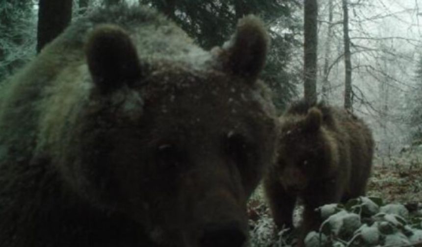 Küresel iklim krizi büyüyor! Bir ilde daha ayılar kış uykusuna yatamadı