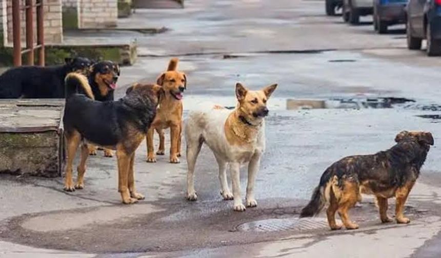Afyon Valiliği 'sokak hayvanlarını beslemeyi' yasakladı