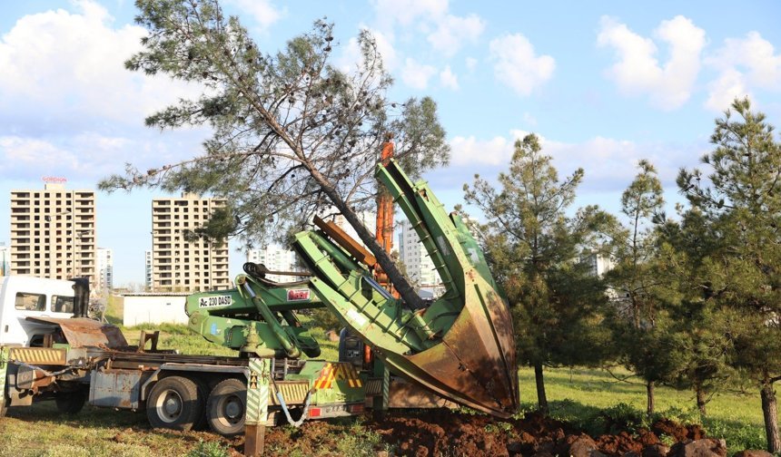 Diyarbakır’da ağaç kesme tartışması; Serra Bucak ve Sezgin Tanrıkulu’dan açıklamalar